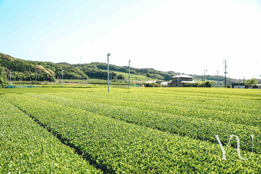 A Guide to Japanese Tea Culture
