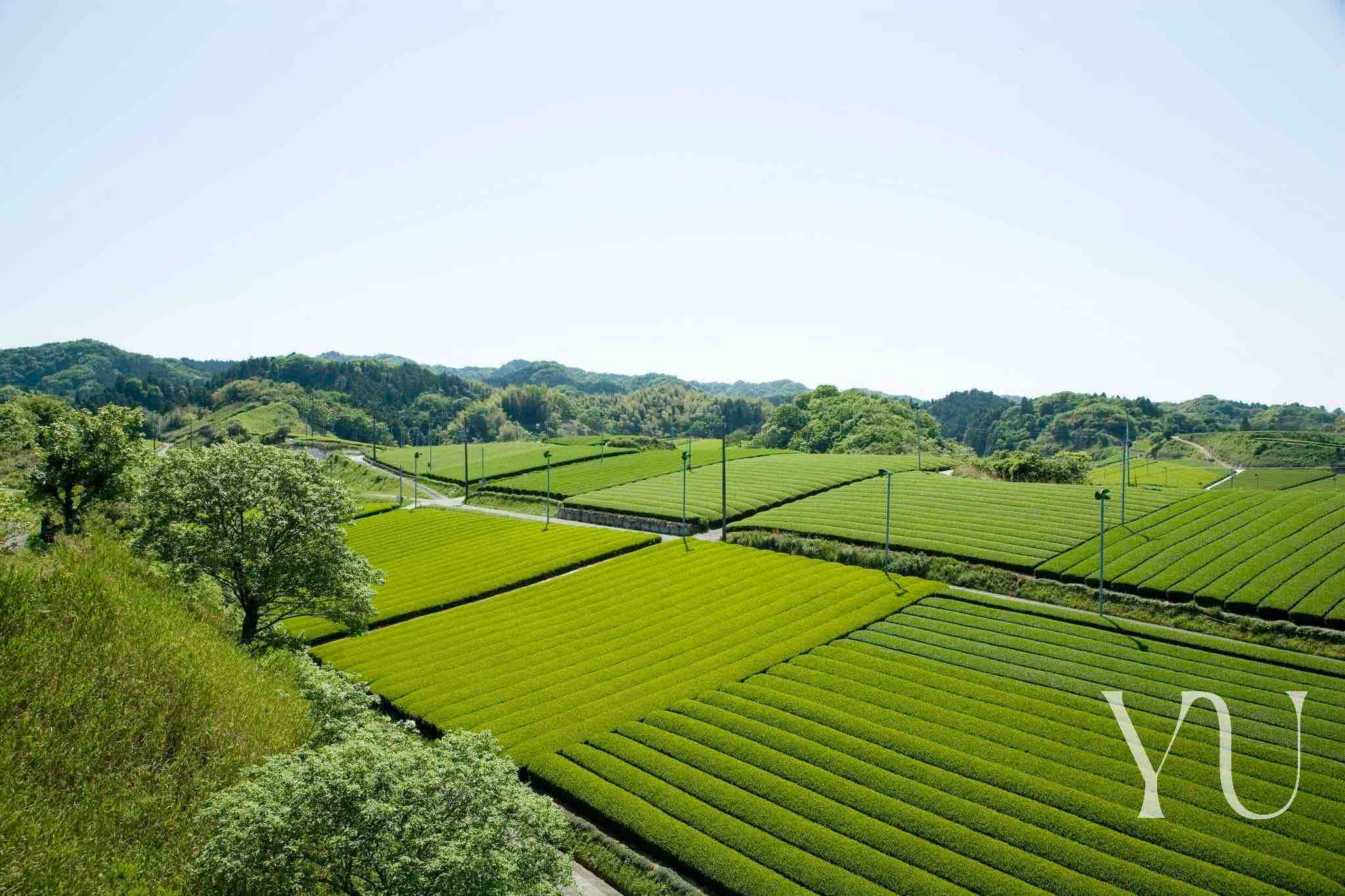Our Story: A Legacy of Flavor and Wellness – Yu Tea