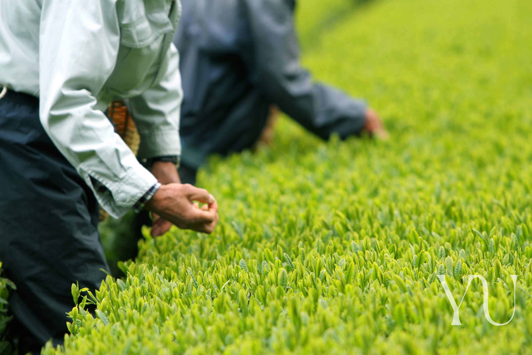 Quality & Standards - The Yu Pledge – Yu Tea