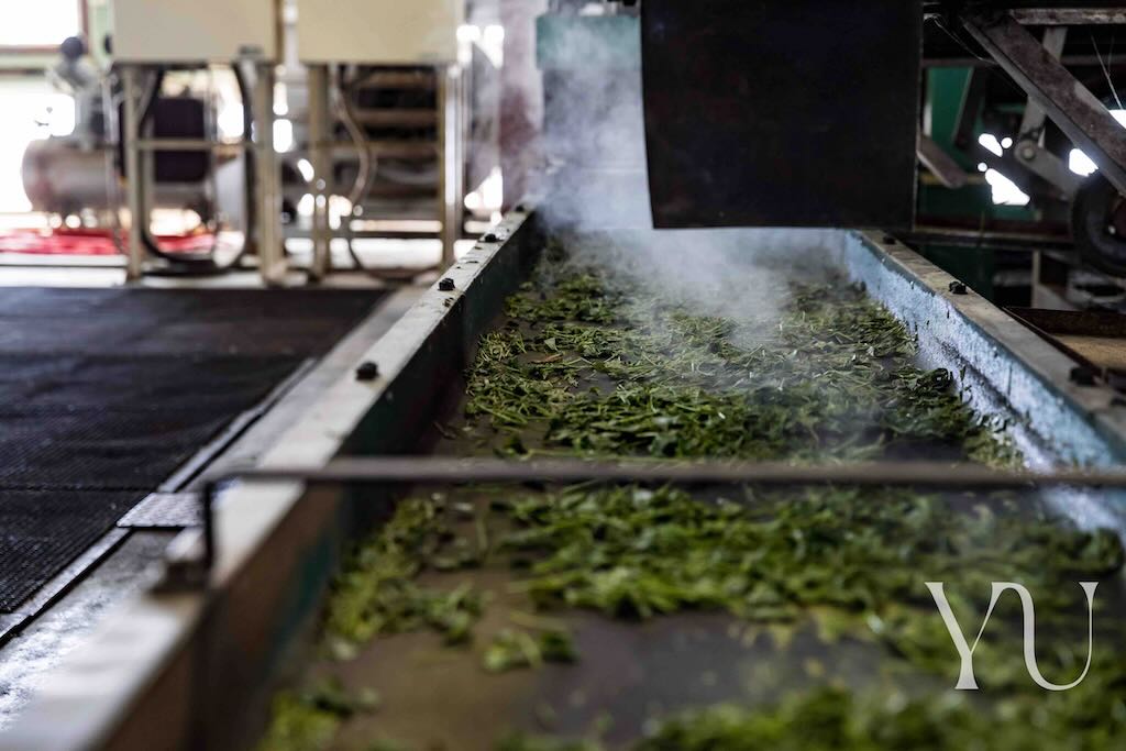 Yu Tea Decaffeination Process
