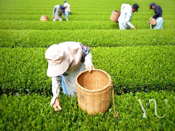 Quality & Standards - The Yu Pledge – Yu Tea