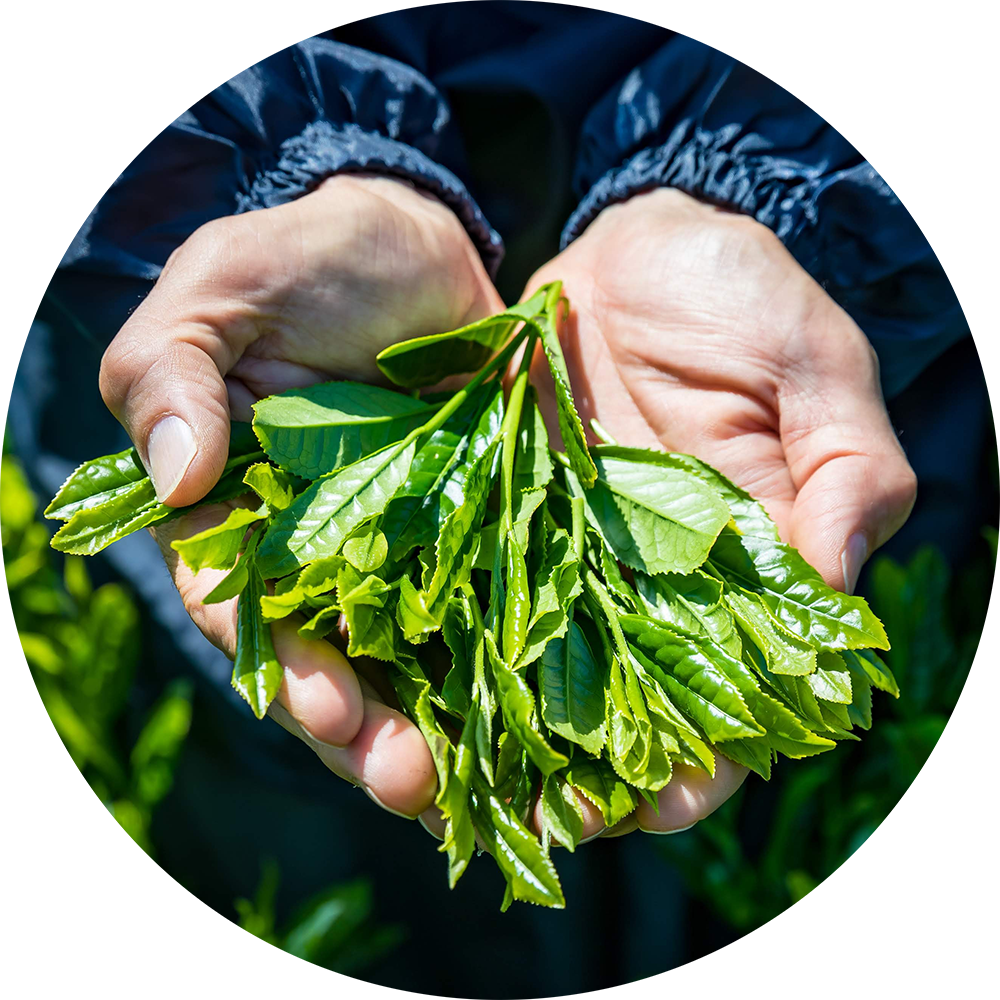 Fresh Picked Green Tea Leaves