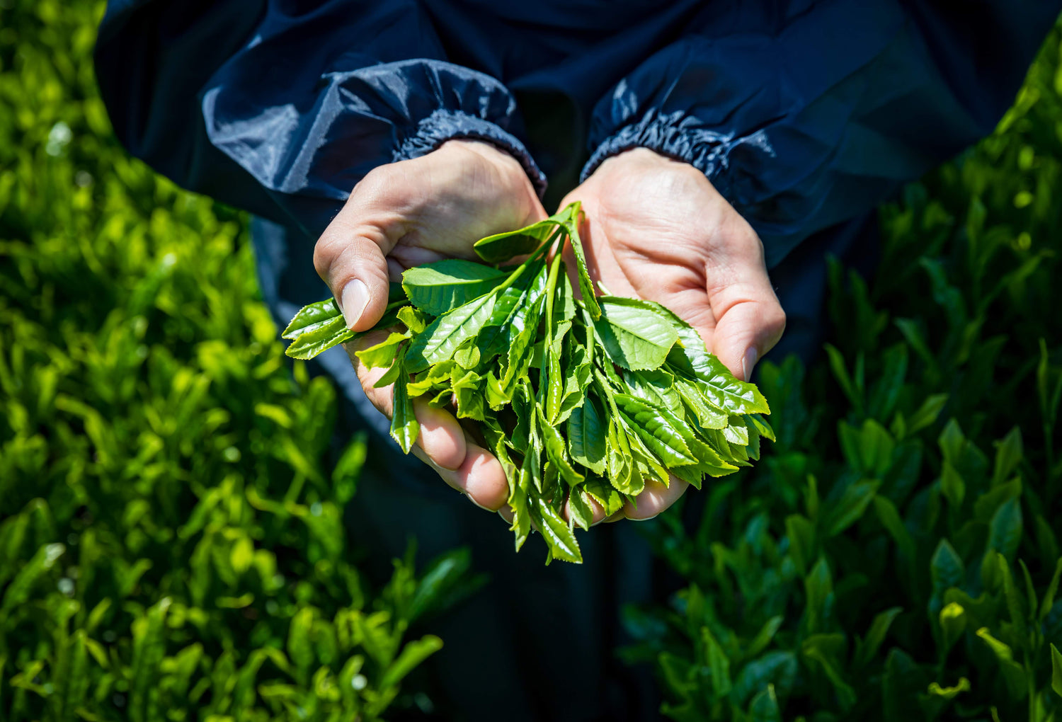 Green Tea Leaves in Hand