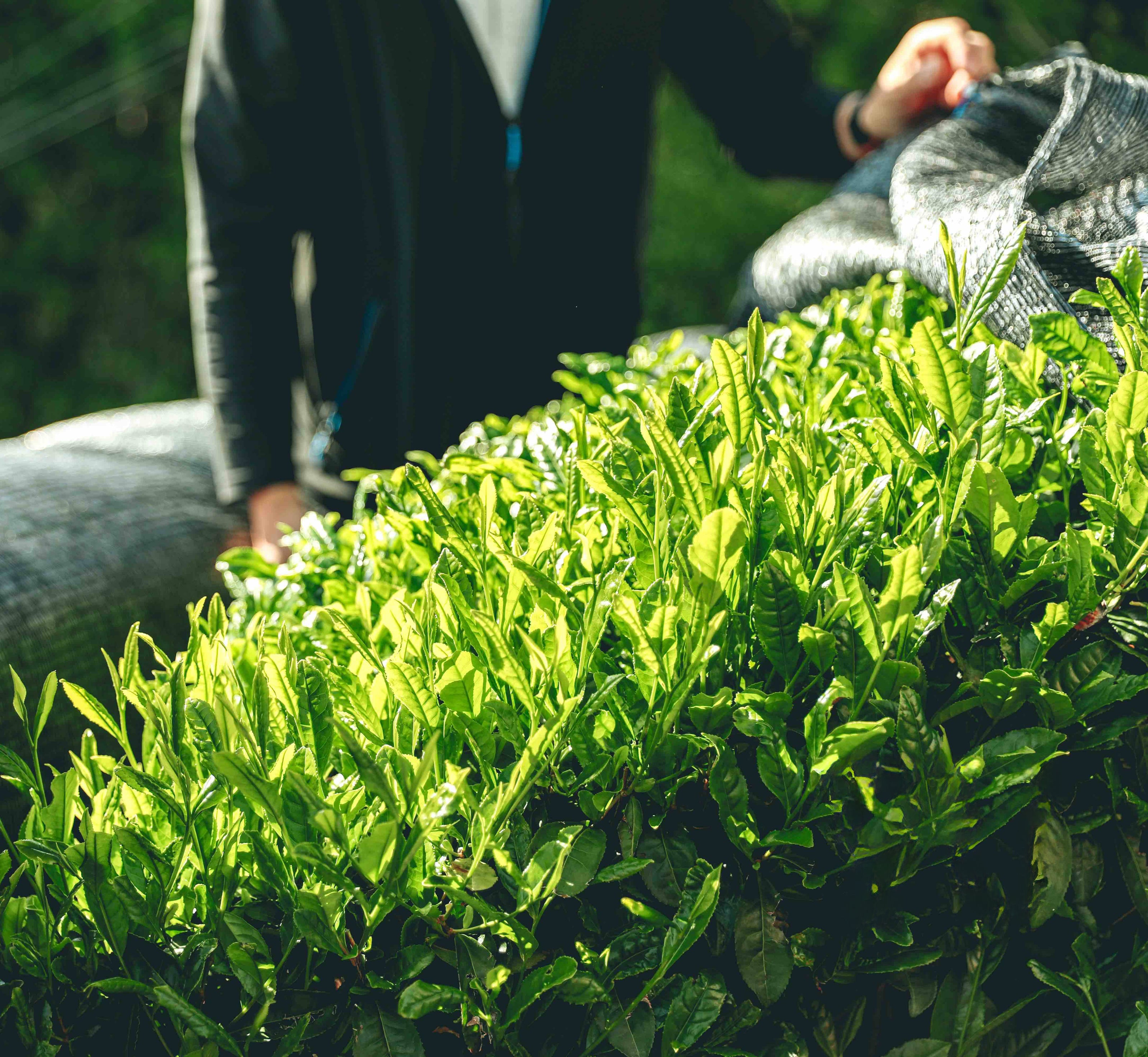 Sustainable Green Tea Growing 