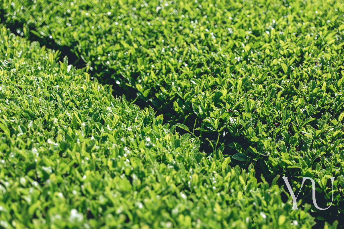 Yu Tea: Pure, Organic Tea for a Healthier Life