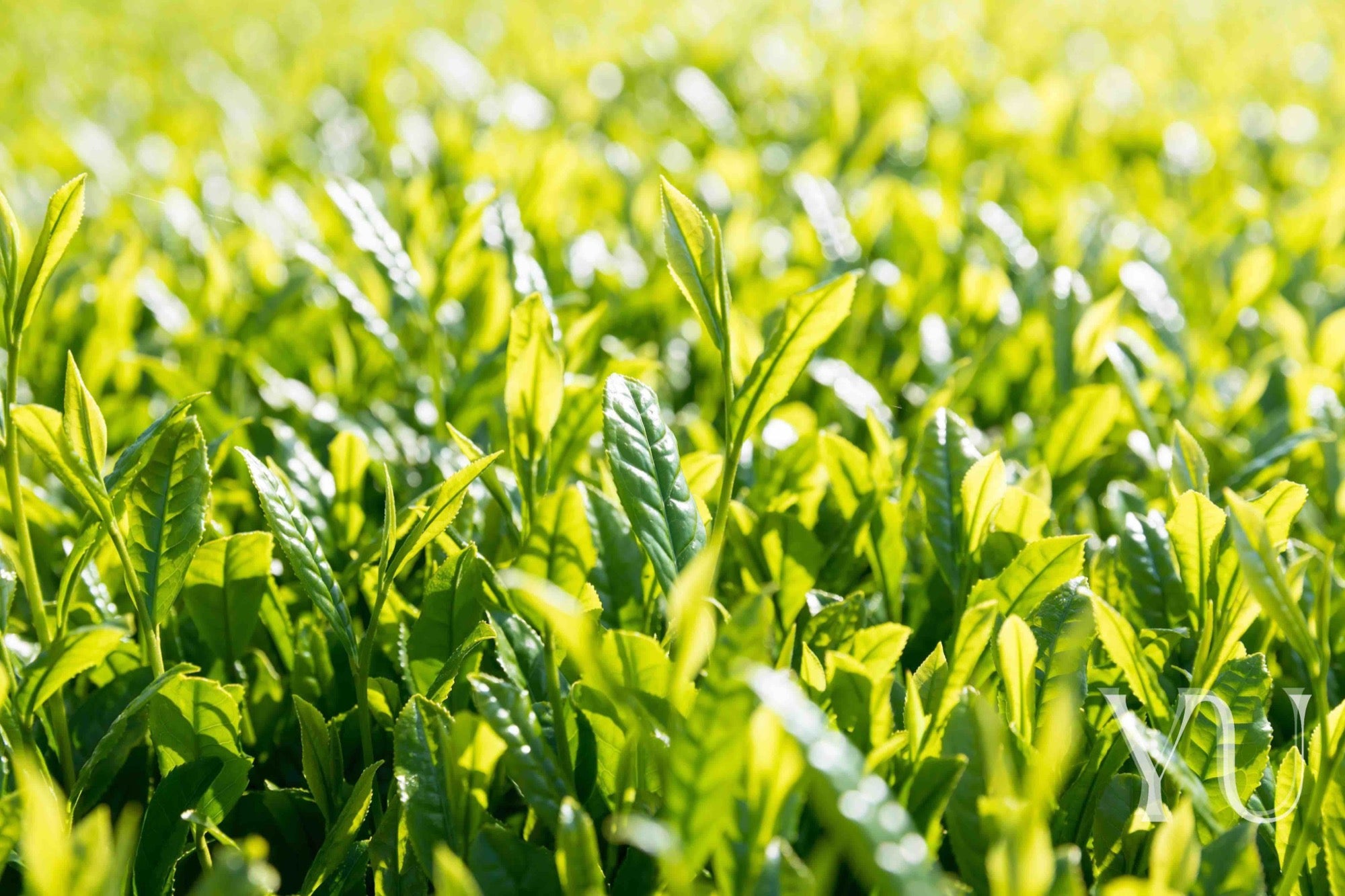 Green Tea Leaves Growing in the Sun