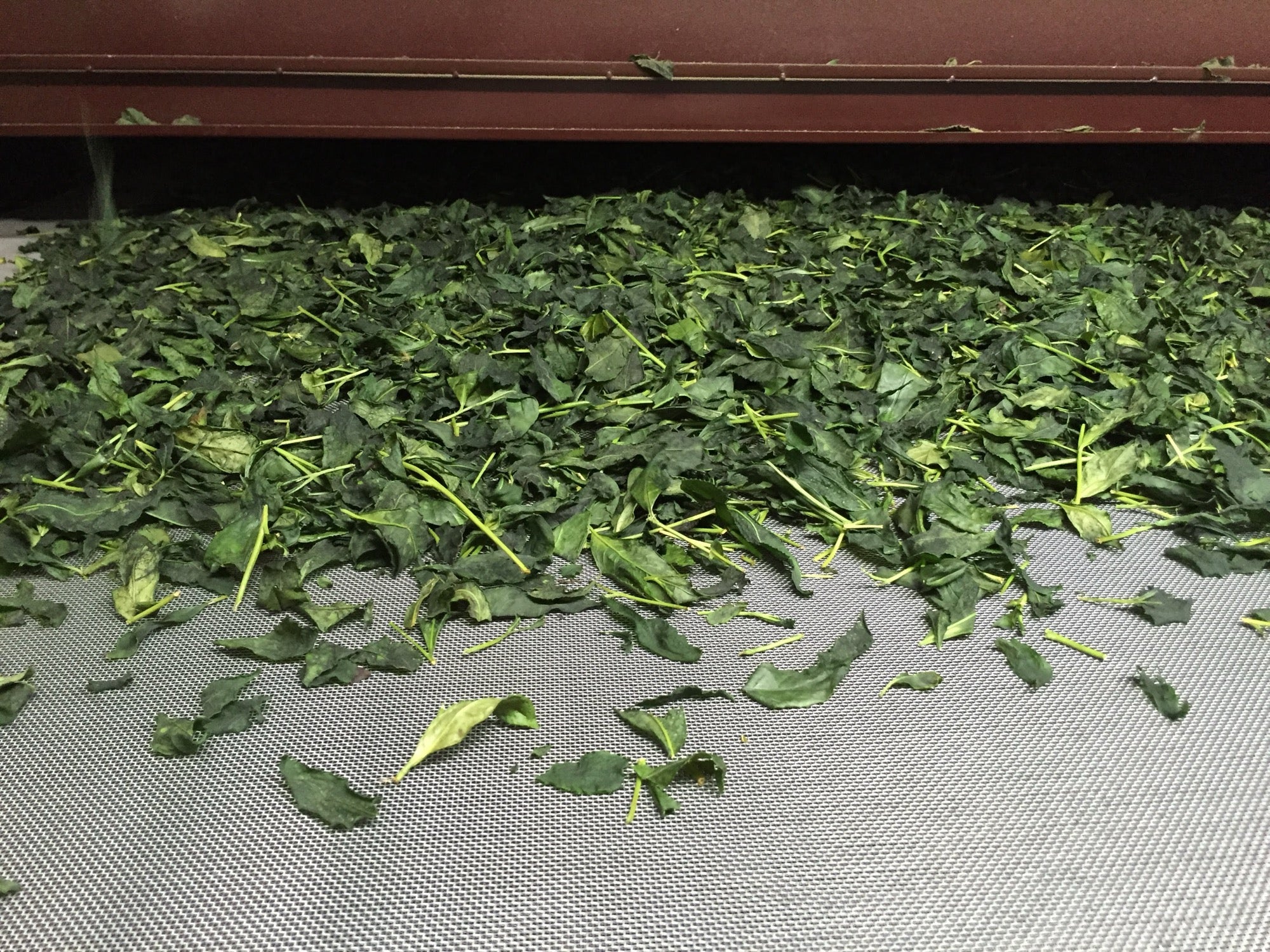 Yu Tea - Green Tea Leaves Drying